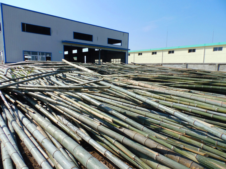 Bamboo Raw material acquisition